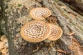 Close up Saddle mushroom, Polyporus squamosus Royalty Free Stock Photo