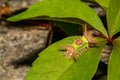Saddleback Caterpillar Royalty Free Stock Photo