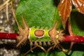 Saddleback Caterpillar