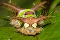 Saddleback Caterpillar Royalty Free Stock Photo
