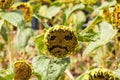 Close up sadly face of sunflower field on natural light with blur Royalty Free Stock Photo