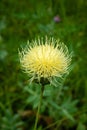 Close-up of a Safflower flower on a blurry green background.