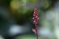 Close up of safflower root