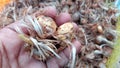 Close Up Saffron Corms Showing Sprouting Crocus Sativus Bulbs Phase Royalty Free Stock Photo