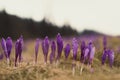 Close up saffron crocus flower buds with water droplets concept photo Royalty Free Stock Photo