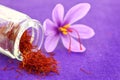 Close up of saffron flower