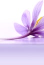 Close up of saffron flower Royalty Free Stock Photo