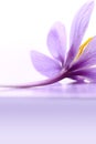 Close up of saffron flower