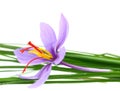 Close up of saffron flower