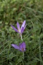 Close up of saffron flower on green grass in background. Royalty Free Stock Photo