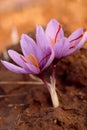 Close up of saffron flowers Royalty Free Stock Photo