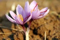 Close-up of saffron flowers, crocus Royalty Free Stock Photo