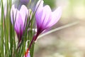 Close up of saffron flowers Royalty Free Stock Photo