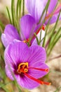 Close up of saffron flowers Royalty Free Stock Photo