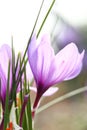 Close up of saffron flowers Royalty Free Stock Photo