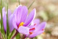 Close up of saffron flowers Royalty Free Stock Photo