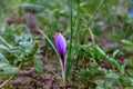 Closeup of saffron flowers in a field at harvest time Royalty Free Stock Photo