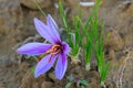 Saffron flowers in a field at harvest time Royalty Free Stock Photo