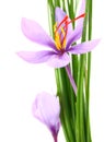 Close up of saffron flowers