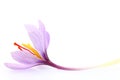 Close up of saffron flowers Royalty Free Stock Photo