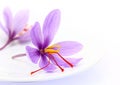 Close up of saffron flowers Royalty Free Stock Photo