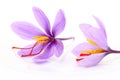 Close up of saffron flowers Royalty Free Stock Photo