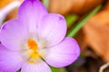 Close up of saffron flowers isolated Royalty Free Stock Photo