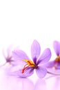 Close up of saffron flowers