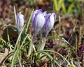 Close-up of saffron flowers. Macro greenery background with violet crocuses. Shallow depth of fielÃÂ² Royalty Free Stock Photo