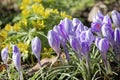 Close-up of saffron flowers. Macro greenery background with violet crocuses. Shallow depth of field Royalty Free Stock Photo