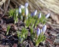 Close-up of saffron flowers. Macro greenery background with violet crocuses. Shallow depth of field Royalty Free Stock Photo