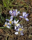 Close-up of saffron flowers. Macro greenery background with violet crocuses. Shallow depth of field. Royalty Free Stock Photo