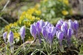 Close-up of saffron flowers. Macro greenery background with violet crocuses. Shallow depth of field Royalty Free Stock Photo