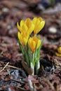 Close-up of saffron flowers. Macro greenery background with yellow crocuses. Shallow depth of field Royalty Free Stock Photo