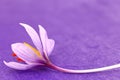 Close up of saffron flowers Royalty Free Stock Photo