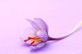 Close up of saffron flowers Royalty Free Stock Photo