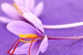 Close up of saffron flowers Royalty Free Stock Photo