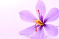 Close up of saffron flowers