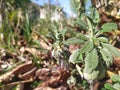 Close up of sage leaves