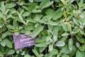 Close-up of sage plants in a herb garden. Sage - salvia officinalis Royalty Free Stock Photo