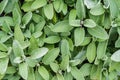 Close-up of sage plants in a herb garden. Sage - salvia officinalis Royalty Free Stock Photo