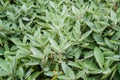 Close-up of sage plants in a herb garden. Sage - salvia officinalis Royalty Free Stock Photo