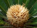 close up of a sago palm, blossom of cycas revoluta