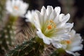 close-up of saguaro cactus with blooming flowers