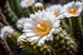 close-up of saguaro cactus with blooming flowers