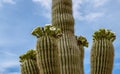 Close up of Saguaro Cactus Blooming In Spring