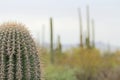 Close up of a Saguaro Cactus with Copy Space Royalty Free Stock Photo