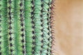 Close up of a Saguaro Cactus with Copy Space