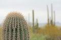 Close up of a Saguaro Cactus with Copy Space Royalty Free Stock Photo