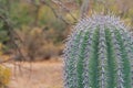 Close up of a Saguaro Cactus with Copy Space
